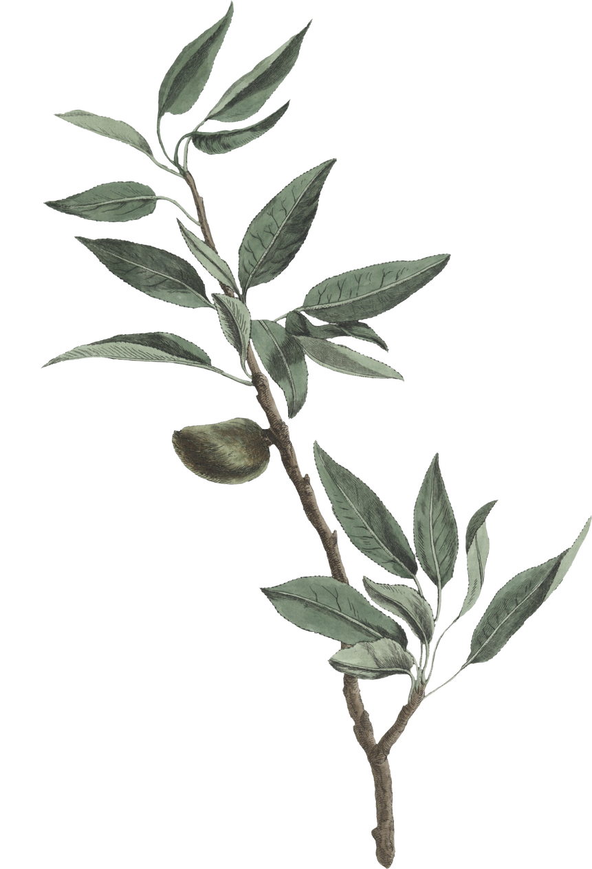 Plant Leaves Illustration
