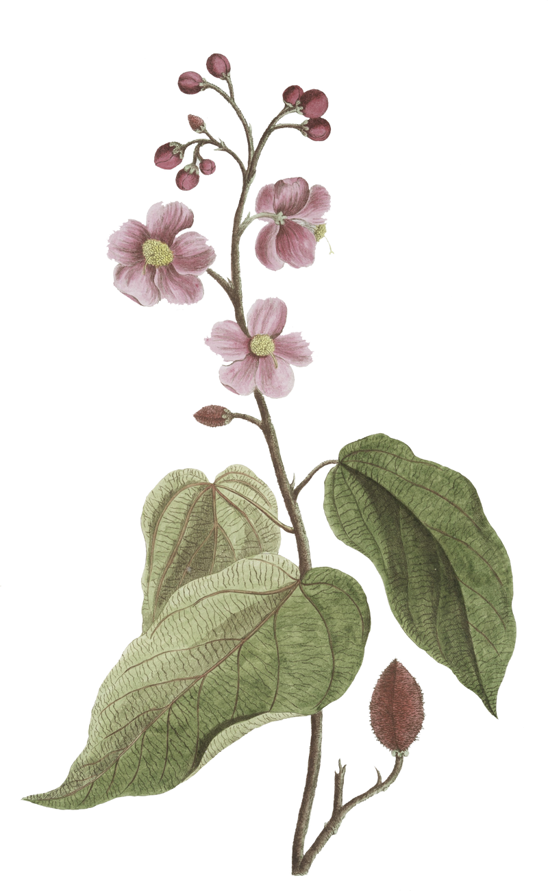 Floral Plant Illustration